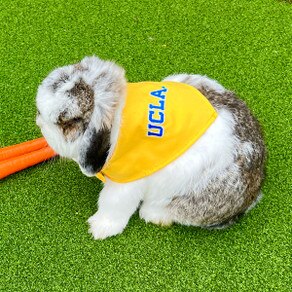 UCLA Bruins Handmade Pet Hoodies – 3 Red Rovers