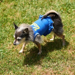 UCLA Script Pet Dress