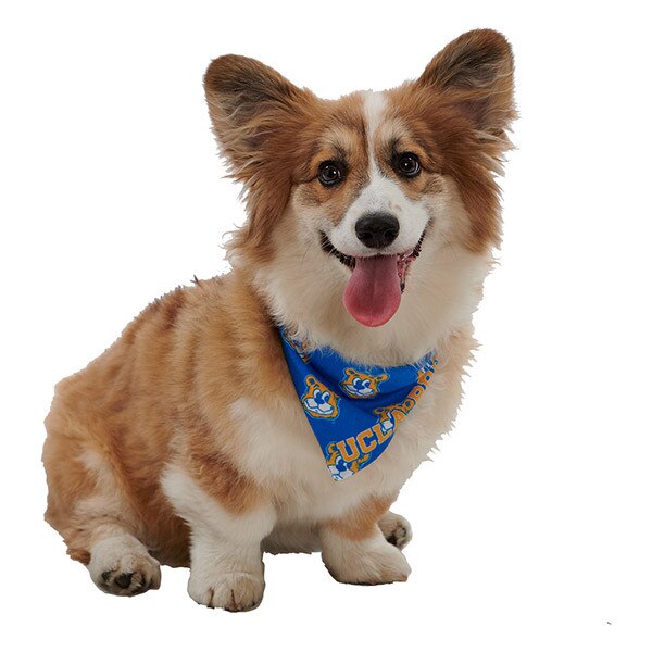 UCLA Reversible Pet Bandana